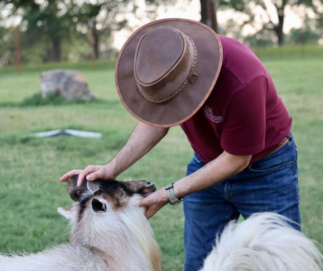 Man examining the eye of a ram