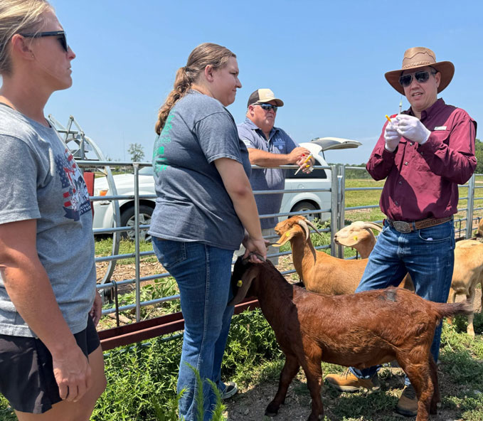 Man preparing to administer a vaccine to a goat