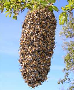 Honey Bee Swarms