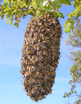honeybee Swarm in a tree Swarm in a tree
