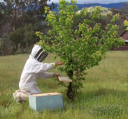 beekeeper collecting a swarm beekeeper collecting a swarm
