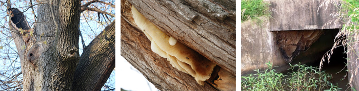 photo of three trees containing feral bee colonies