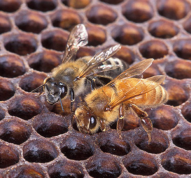 Africanized Honey Bees