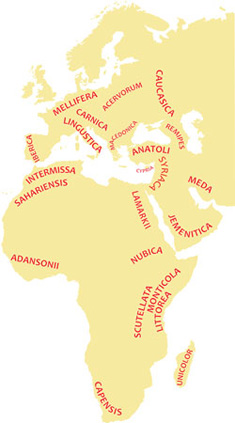 map of honey bee races