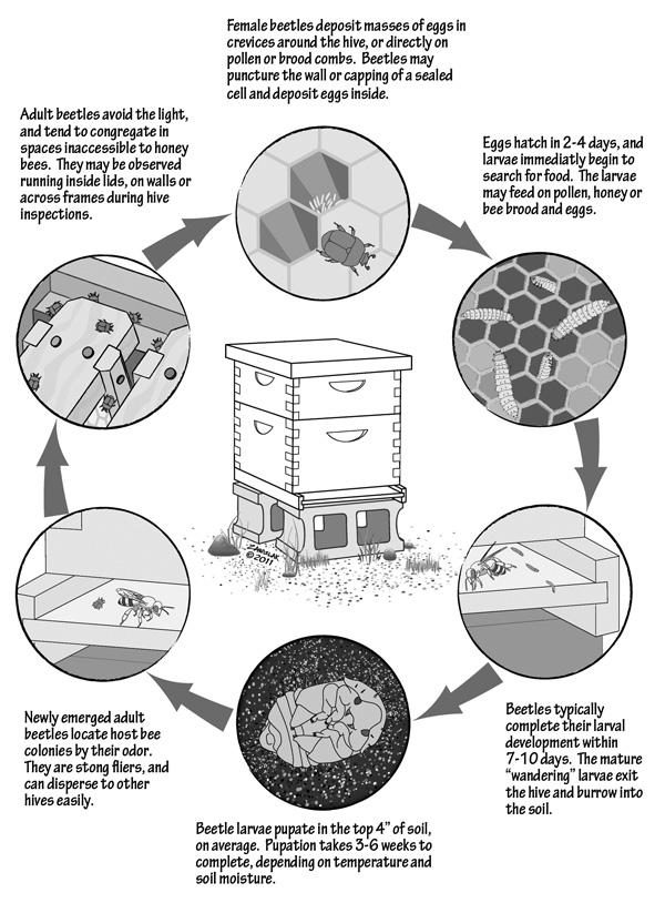 life cycle of Aethina tujmida life cycle of Aethina tujmida