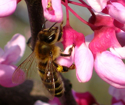Bees as Pollinators