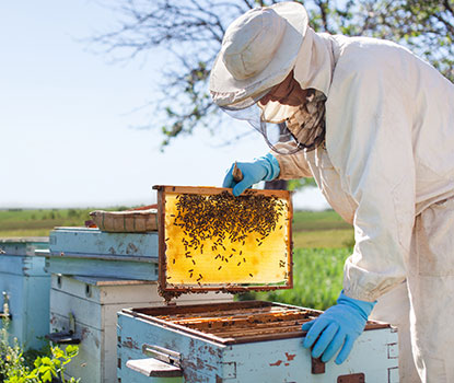 Beekeeping Calendar