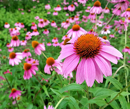 Honey Plants