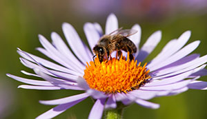 honeybee on a blue daisy-like flower