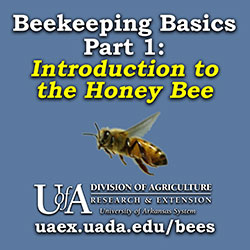 Beekeeping Basics Podcast Part 1 Intoduciton to the Honey Bee 