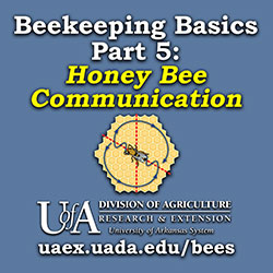 Beekeeping Basics Part 5 Honey Bee Communication