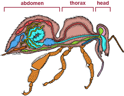 Lengthwise diagram of a honey bee's internal anatomy in color showing  the entire body & internal organs in varying colors