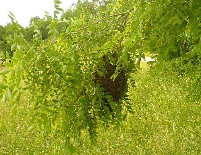 honey bee swarm on a tree limb