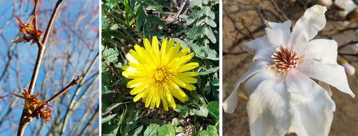 Photos of spring flowers:  red maple, dandelion, star magnolia.