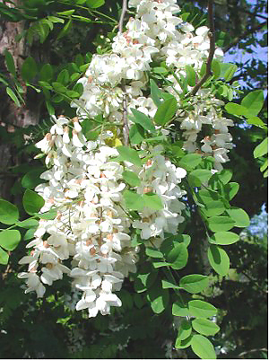 Black locust flowers