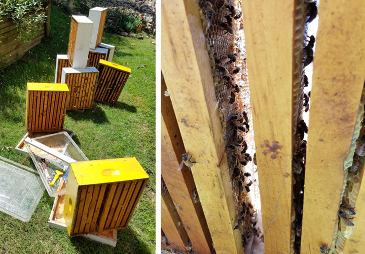 bees cleanign sticky equipment