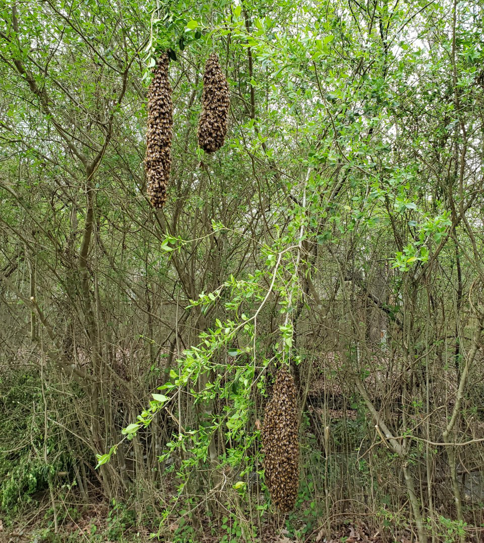 3 Honey Bee swarms