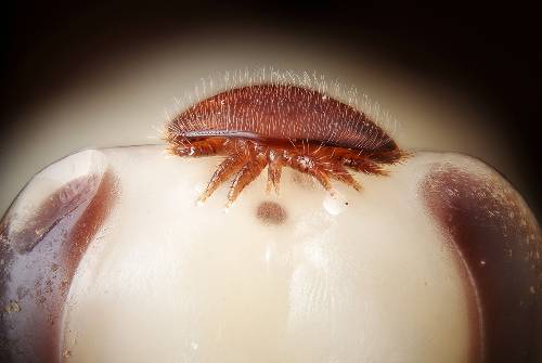 varroa mite on honey bee pupa