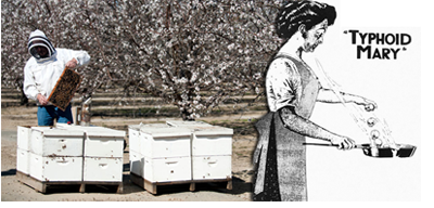 A single AFB-infected hive could have disasterous results for beekeepers