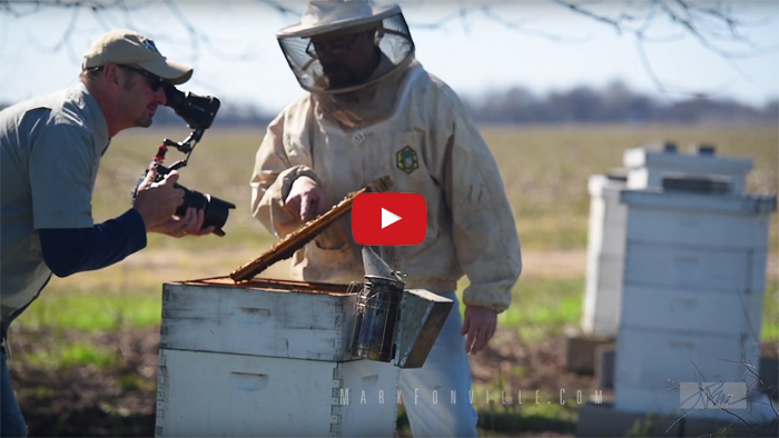 filmmaker Mark Fonville zooms in for a close-up shot of the honey bees.