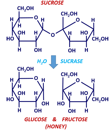 chemical diagram of sugar molecules