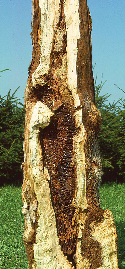 photo of feral bee hive in hollow tree trunk