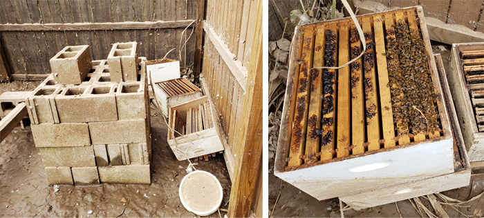 wrecked bee hives with a few surviving bees