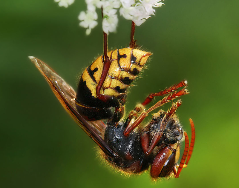 European Hornet with Prey