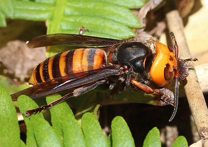 Vespa mandarinia - the Asian Hornet