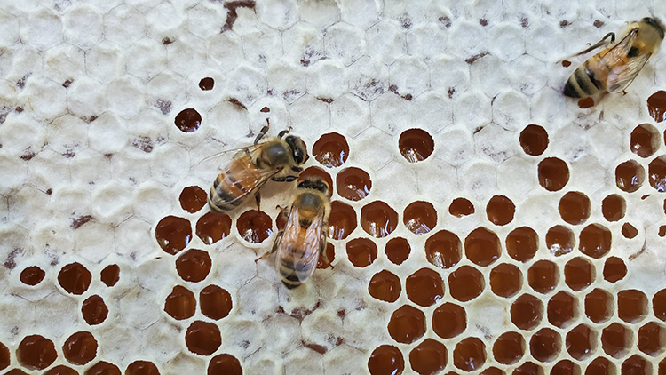 Honey bees capping ripe honey cells