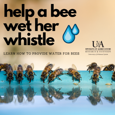 help a bee wet her whistle. learn how to provide water for bees. Bees drinking out of a shallow container