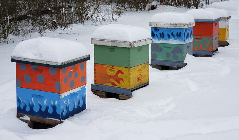 photo of colorful bee hives in deep snow