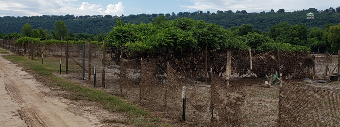 Taller vegetation survived the high water