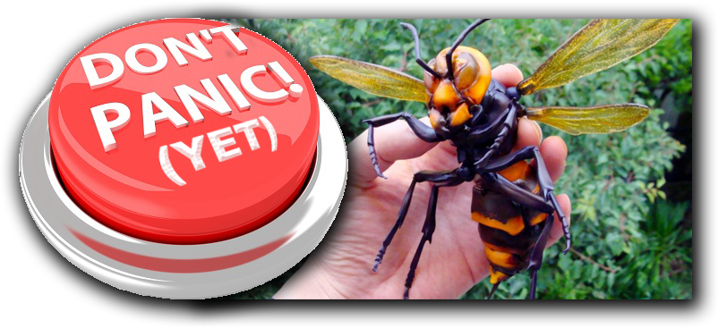 don't panic!  this is just a hand holding plastic model of Asian hornet