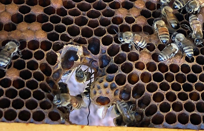 A honey bee queen cup