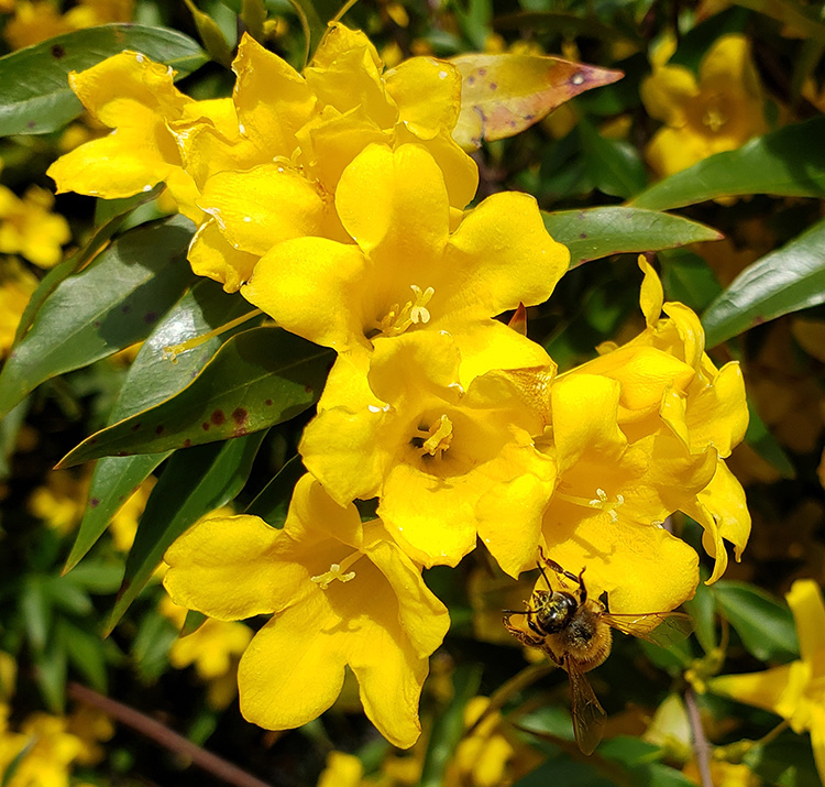 Honey Bee visiting Carolina Jasmine flower Honey Bee visiting Carolina Jasmine flower