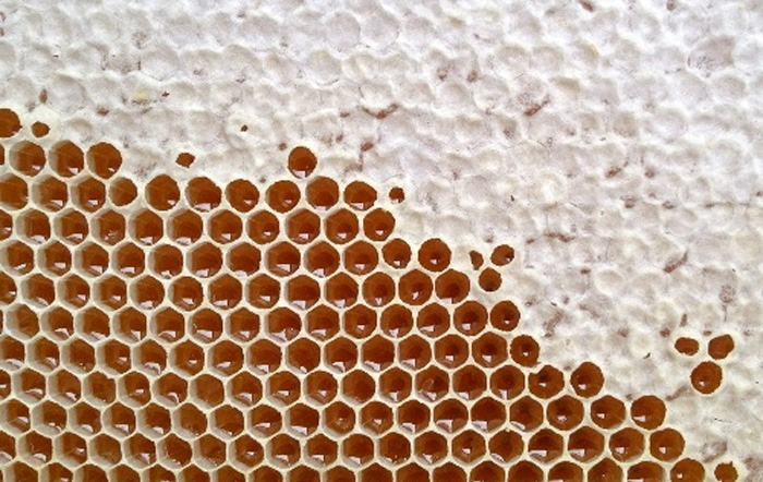 capped and uncapped honey cells