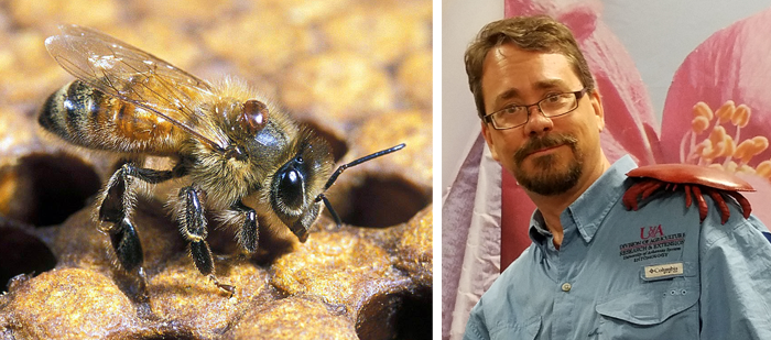photo of varroa mite on a honey bee, image showing proportional size of a mite on a human