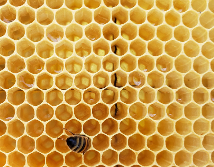 close up of honey comb cells with fresh nectar