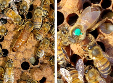 queen bee before and after being marked