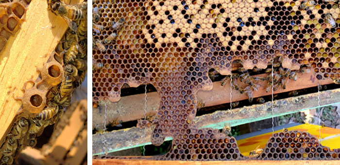 queen bee close up image