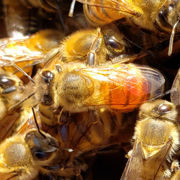 close up of honey bee with red abdomen
