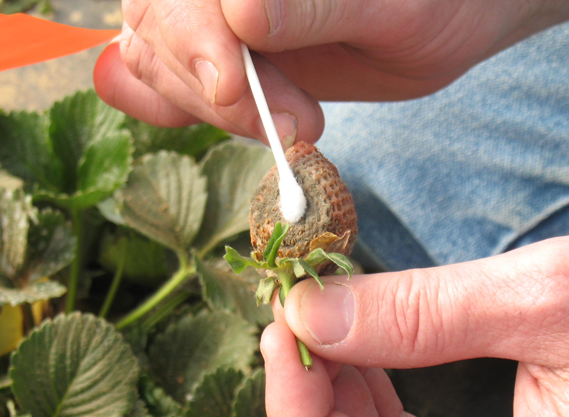 Strawberry disease sampling