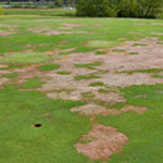 dead grass patches in a golf course damaged from nematodes