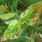 leaves of soybean plant suffering from stem canker disease