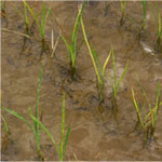 rice seedlings with zinc deficiency
