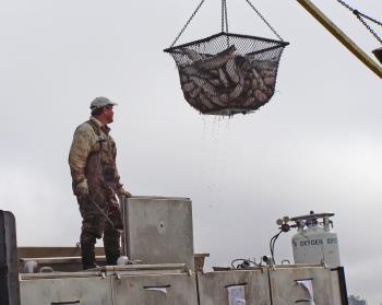 A loading net filled with harvested catfish is being hoisted by a crane and will be unloaded into a waiting fish transport truck.