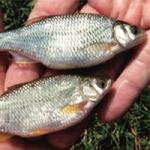 two baitfish golden shiners