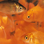 Arkansas-grown baitfish