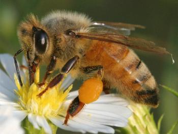 Golden & black honey bee sitting on a yellow & white daisy drawing nectar from center of flower.